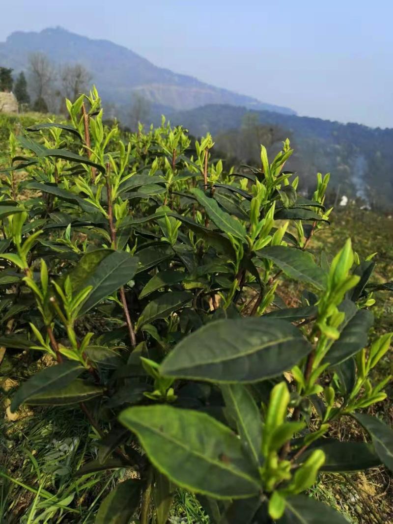 云雾绿茶，云南嫩芽高山茶叶，一级上市欢迎采购