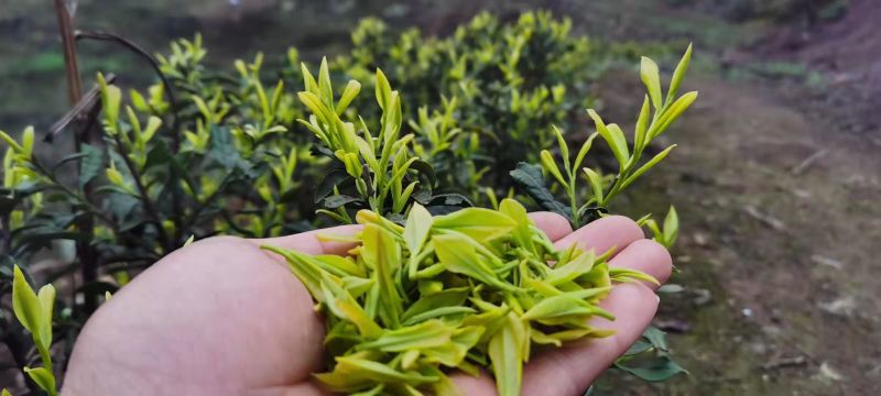 云雾绿茶，云南嫩芽高山茶叶，一级上市欢迎采购