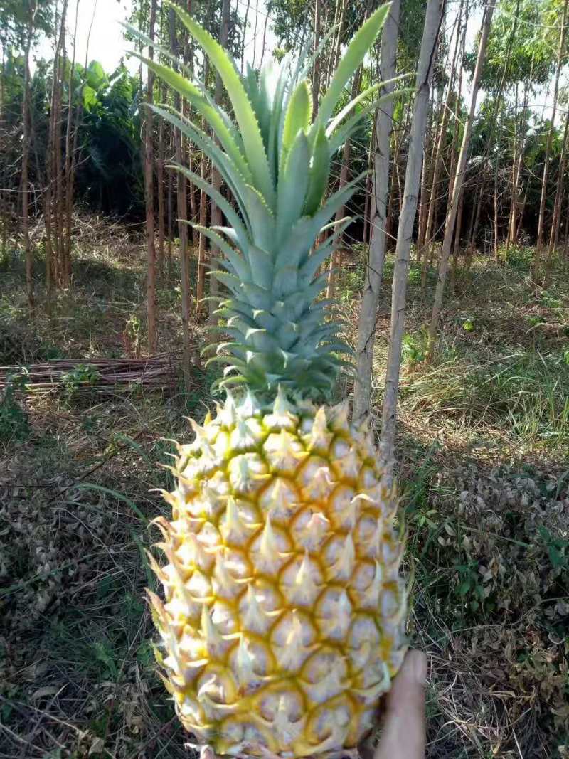 【今天直降】徐闻精品菠萝新鲜热带水果大菠萝包现摘现发