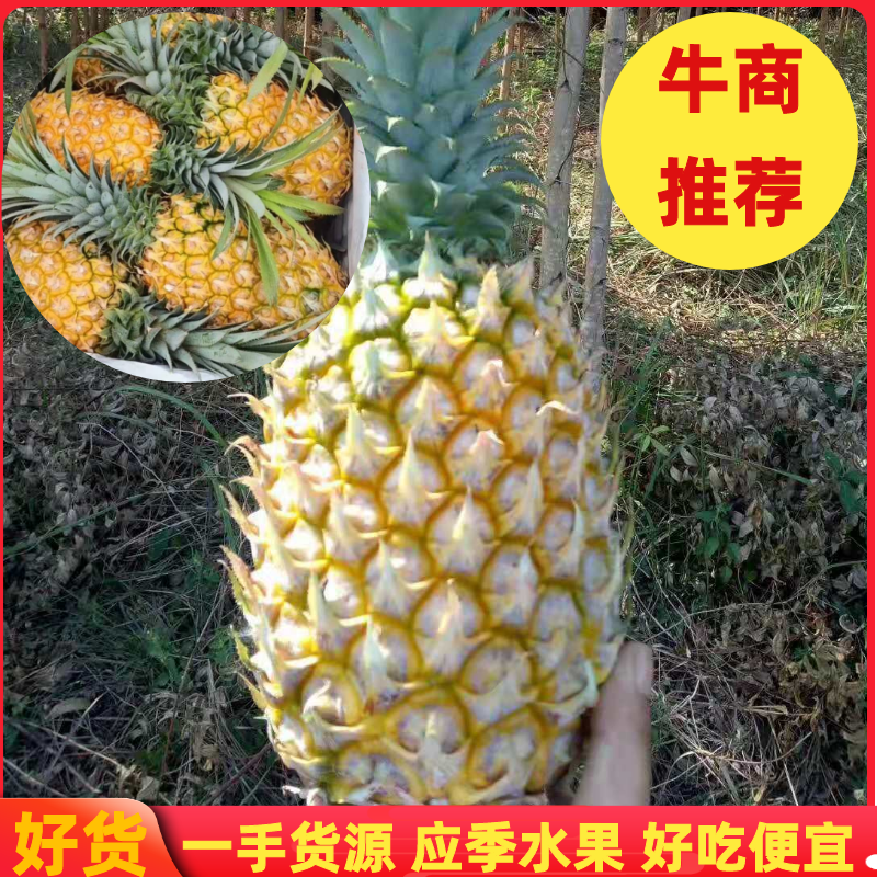 【今天直降】徐闻精品菠萝新鲜热带水果大菠萝包现摘现发