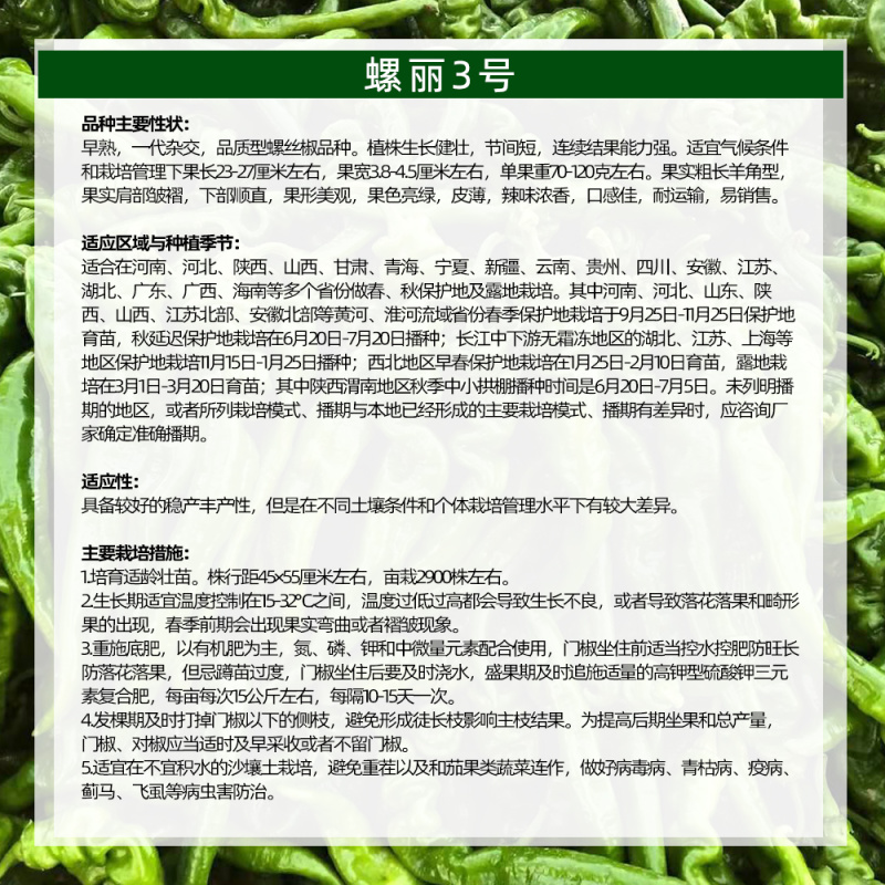 螺丽3号杂交品质型螺丝椒种子羊角型螺丝椒大果