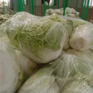 新乡小包大白菜三只五斤质量好，价格优惠，欢迎客户前来购买