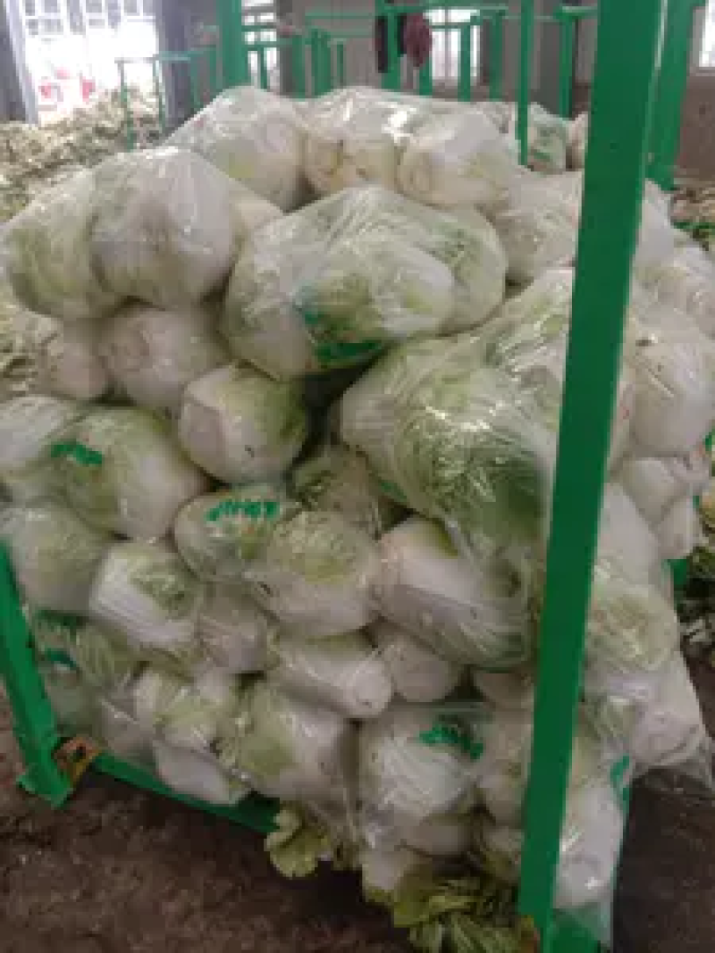 新乡小包大白菜三只五斤质量好，价格优惠，欢迎客户前来购买