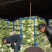新乡小包大白菜三只五斤质量好，价格优惠，欢迎客户前来购买