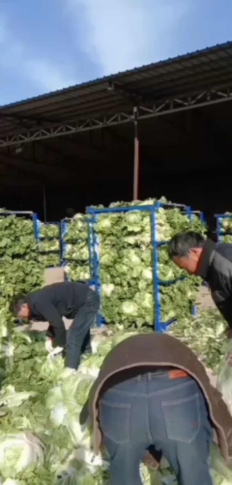 新乡小包大白菜三只五斤质量好，价格优惠，欢迎客户前来购买