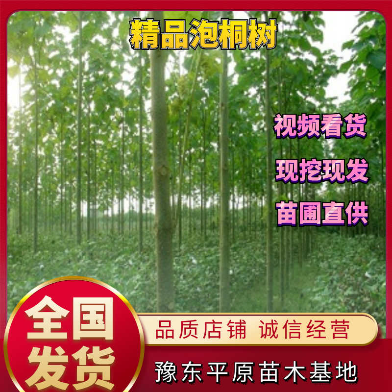 【荐】泡桐苗3公分4公分5公分各个规格基地直发信誉保证