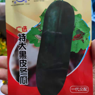 冬瓜种子特大黑皮冬瓜高产抗病肉质厚嫩致密腔小微甜优质冬瓜