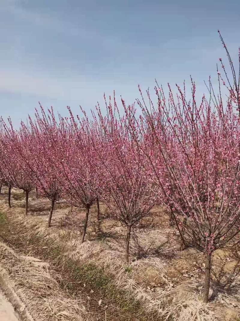 红梅量大质优，基地直供，一条龙服务，价格低
