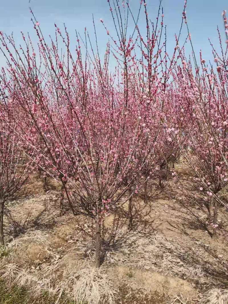 红梅量大质优，基地直供，一条龙服务，价格低
