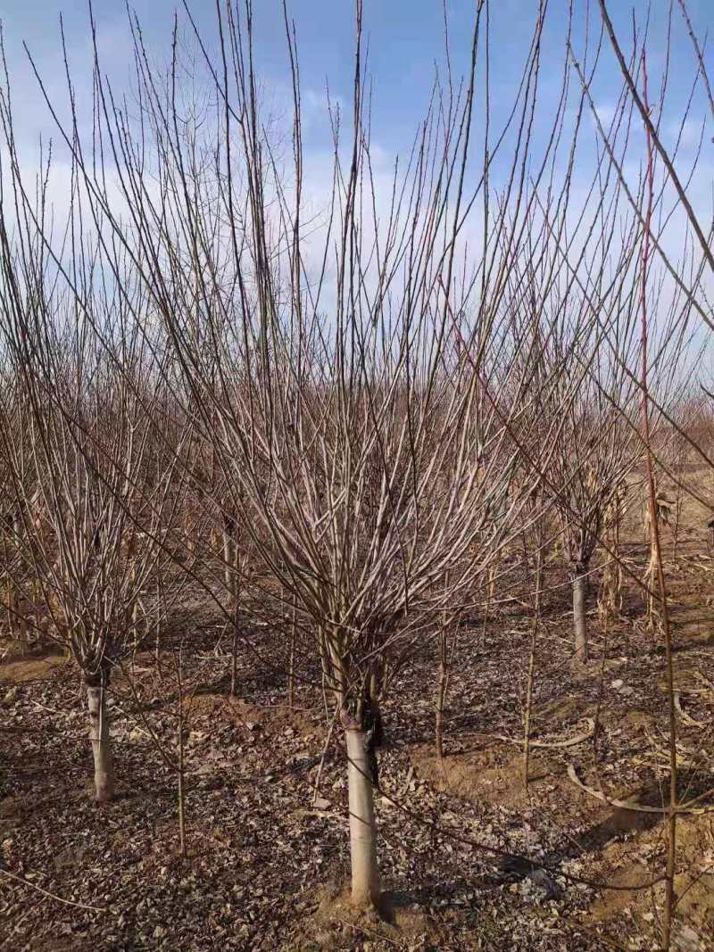 红梅量大质优，基地直供，一条龙服务，价格低