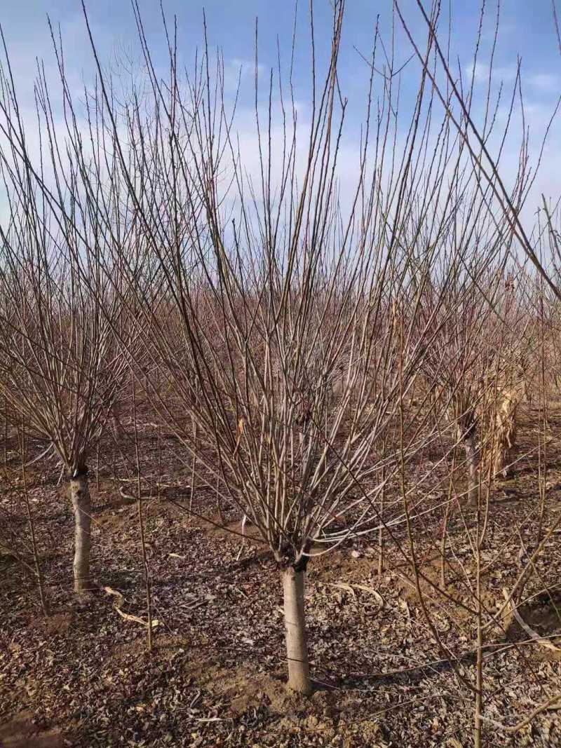 红梅量大质优，基地直供，一条龙服务，价格低