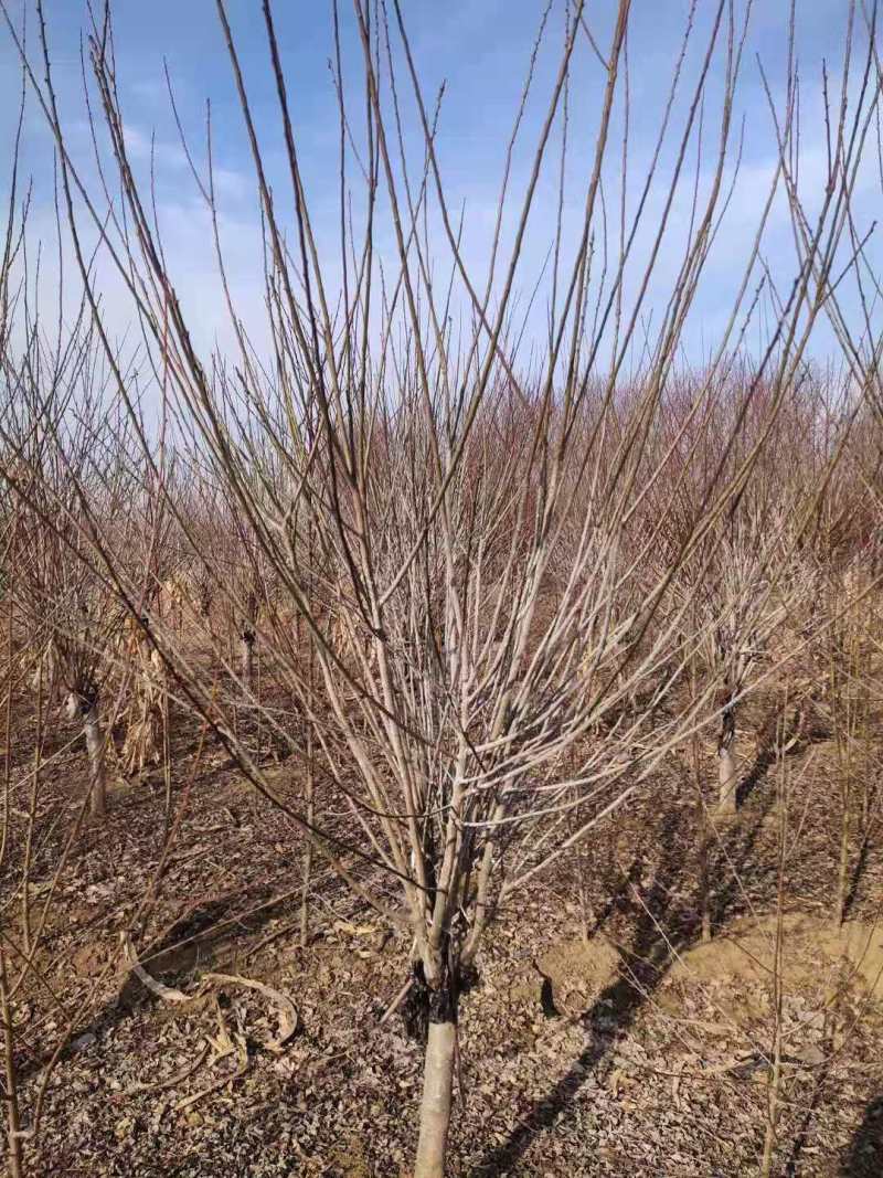 红梅量大质优，基地直供，一条龙服务，价格低