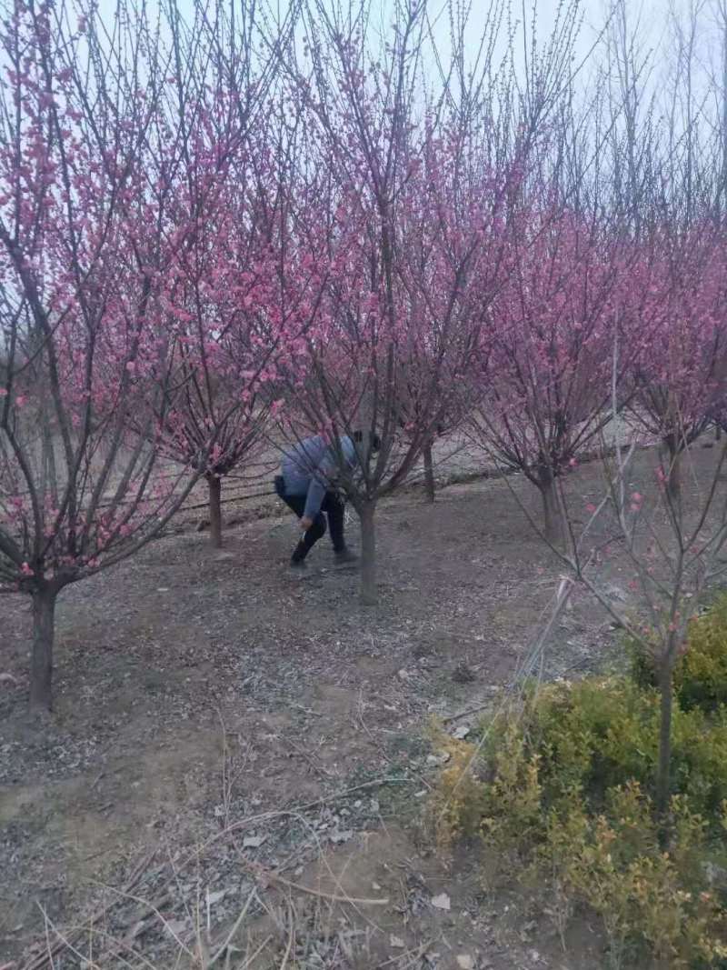 红梅量大质优，基地直供，一条龙服务，价格低