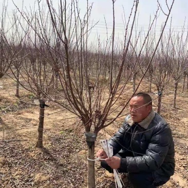 榆叶梅，诚信经营保证品质，客户至上，欢迎考察合作