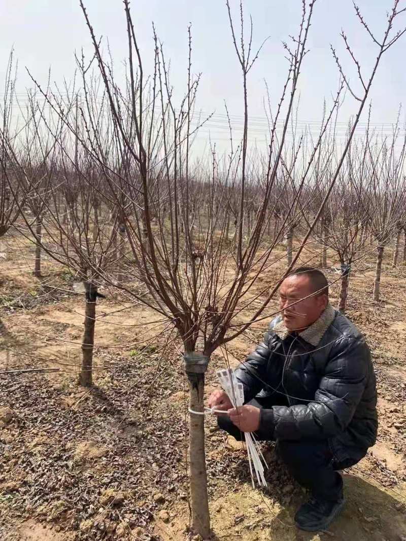 榆叶梅，诚信经营保证品质，客户至上，欢迎考察合作