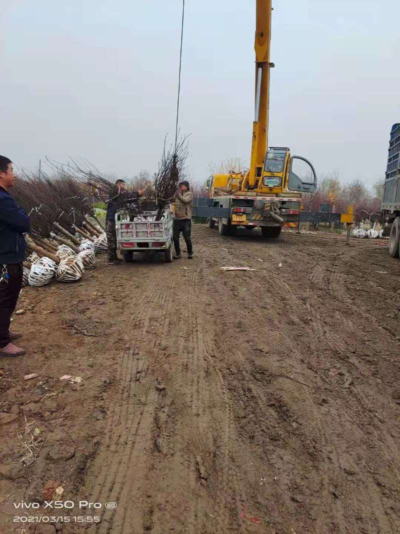 榆叶梅，诚信经营保证品质，客户至上，欢迎考察合作