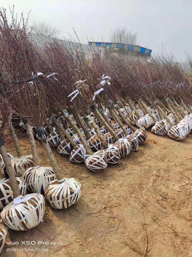榆叶梅，诚信经营保证品质，客户至上，欢迎考察合作
