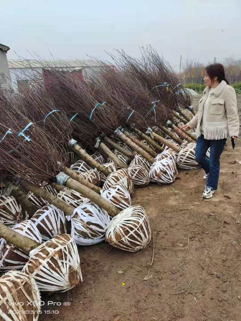 榆叶梅，诚信经营保证品质，客户至上，欢迎考察合作