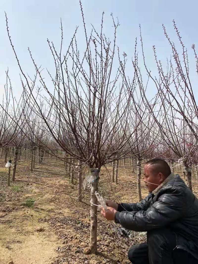 榆叶梅，诚信经营保证品质，客户至上，欢迎考察合作