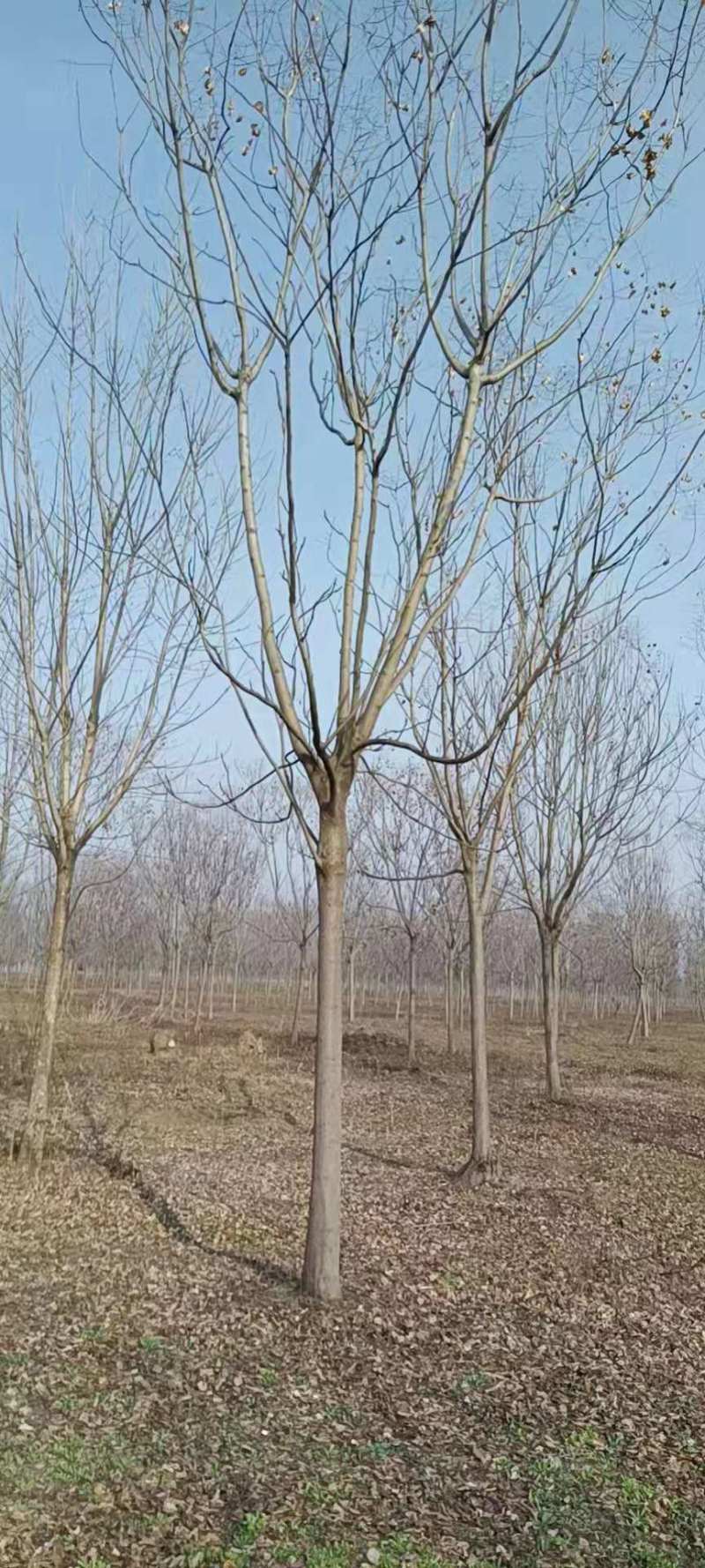 栾树规格齐全价格低，包您满意，欢迎咨询考察