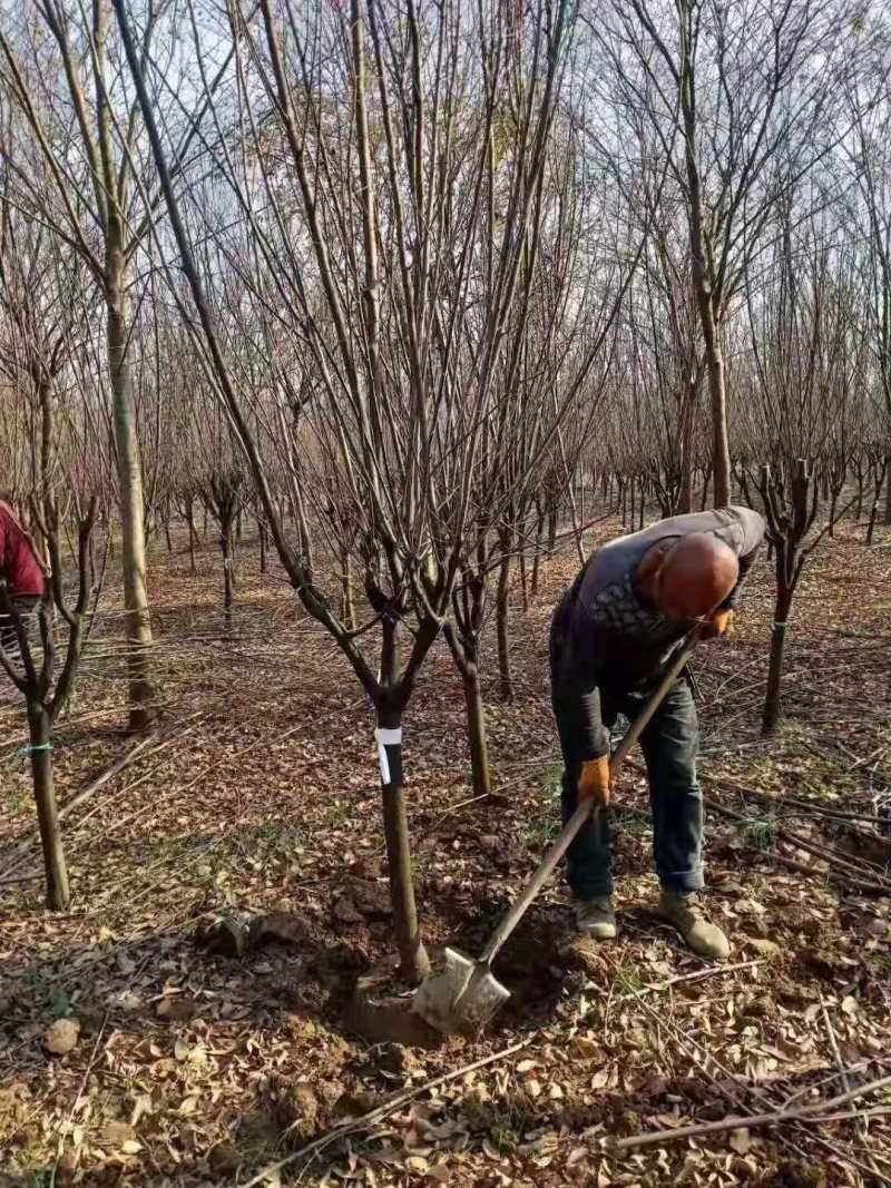 红叶李，一手货源，实力供应商规格齐全，价格低