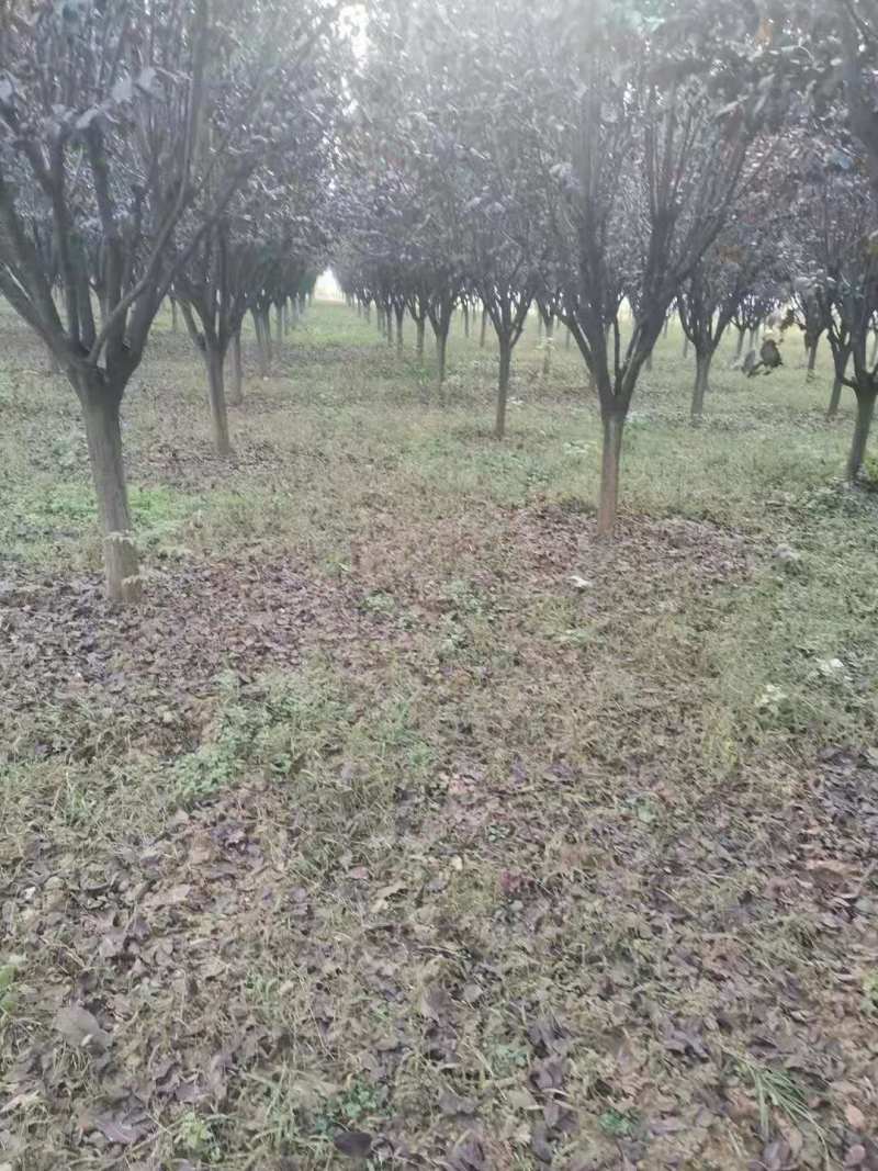 红叶李，一手货源，实力供应商规格齐全，价格低