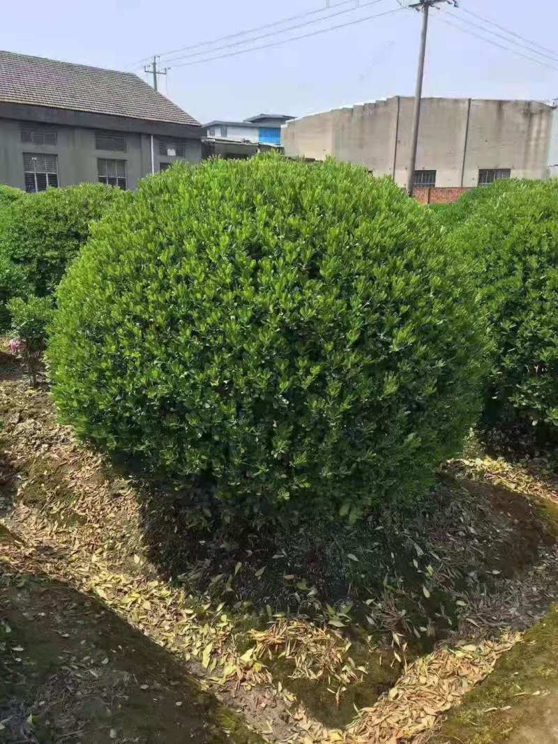 大叶黄杨球，基地直供，实力供应商，合作共赢