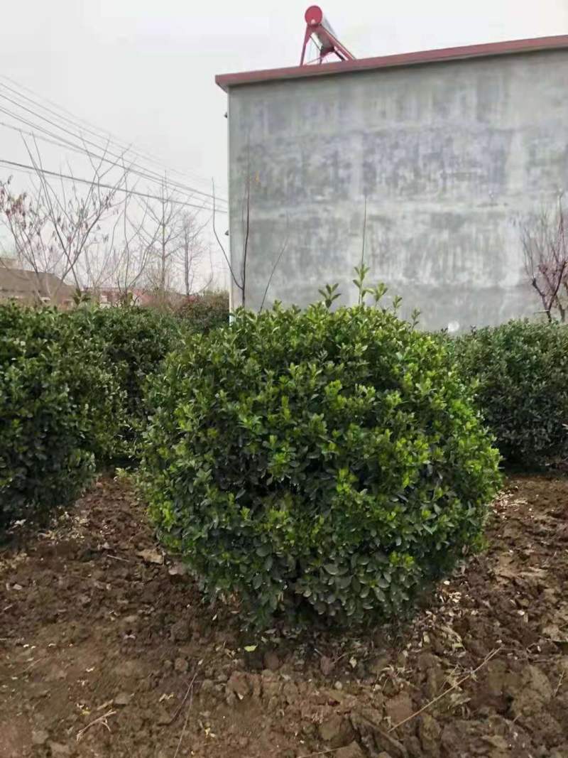 大叶黄杨球，基地直供，实力供应商，合作共赢