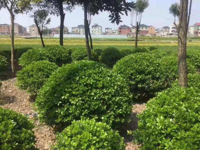 大叶黄杨球，基地直供，实力供应商，合作共赢