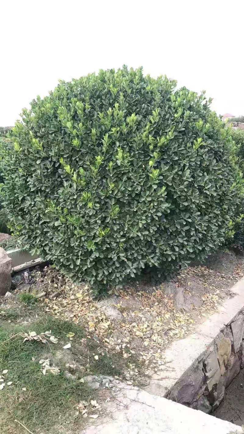 大叶黄杨球，基地直供，实力供应商，合作共赢
