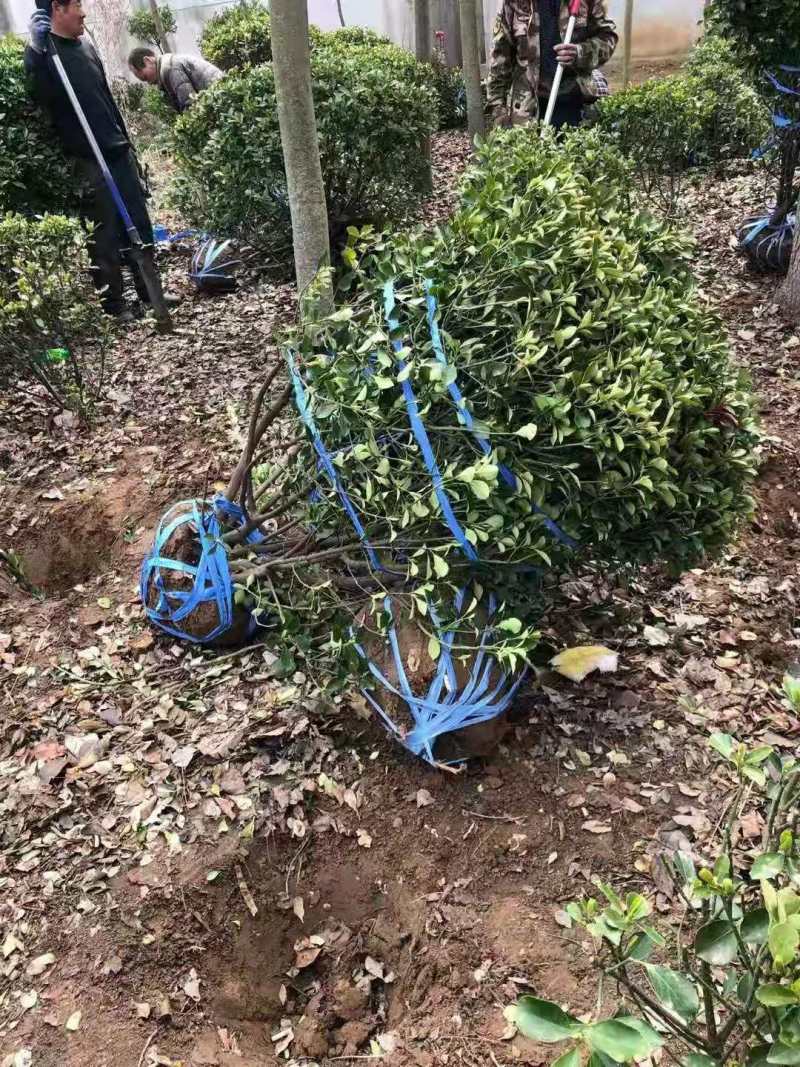 大叶黄杨球，基地直供，实力供应商，合作共赢