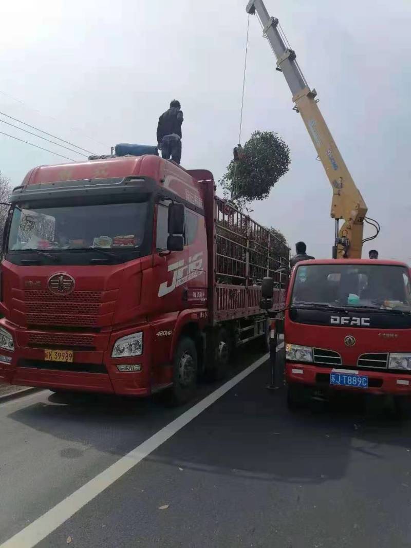 红叶石楠，规格齐全，价格优惠，一条龙服务量大价格更优