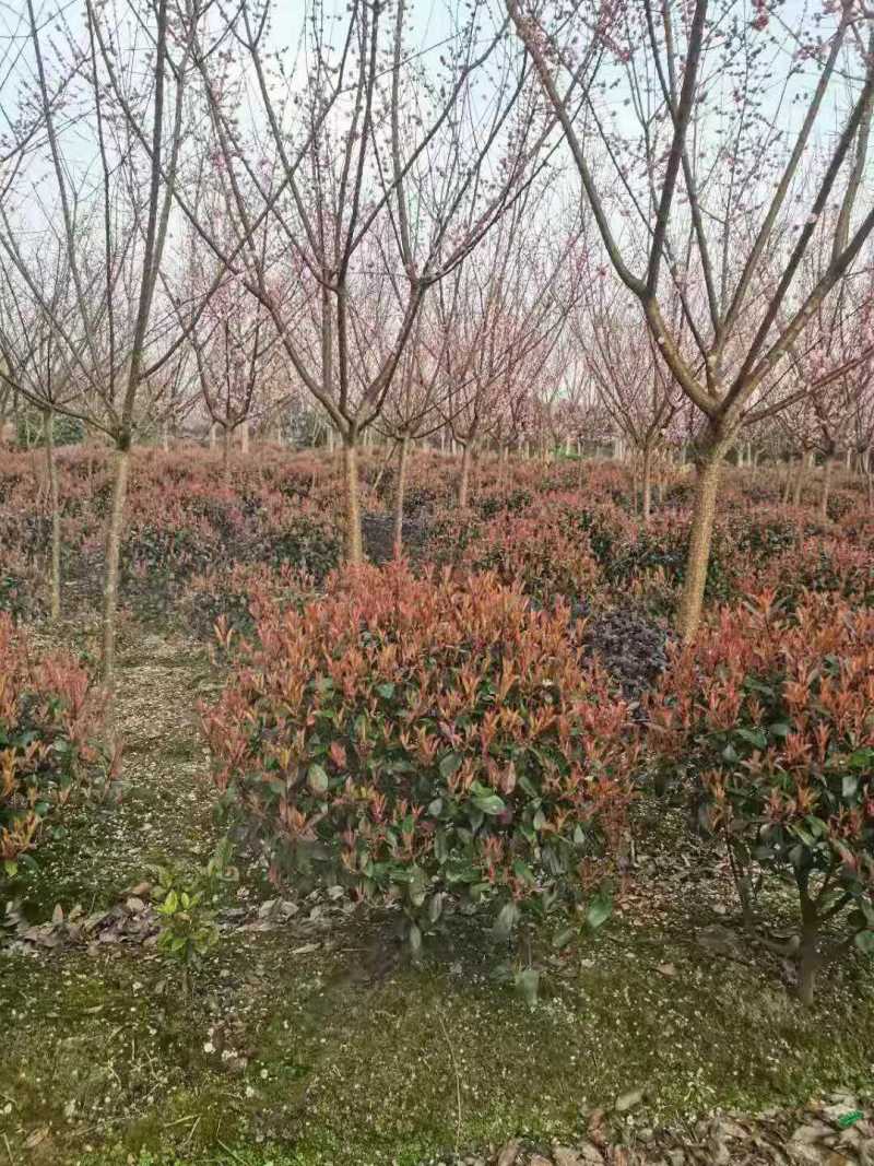 红叶石楠，规格齐全，价格优惠，一条龙服务量大价格更优