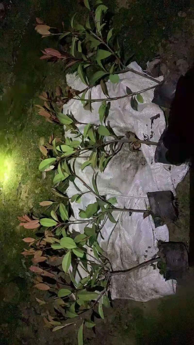 红叶石楠，规格齐全，价格优惠，一条龙服务量大价格更优