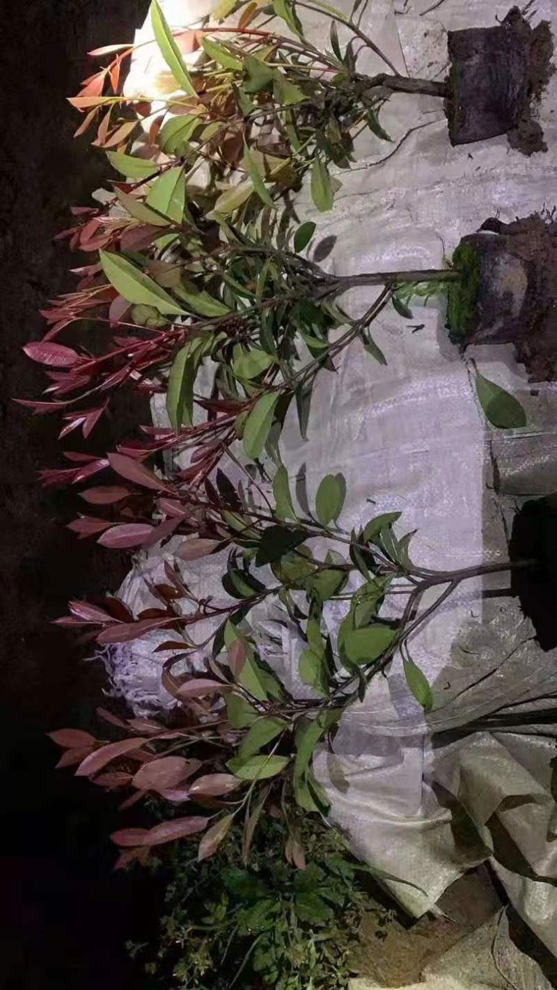 红叶石楠，规格齐全，价格优惠，一条龙服务量大价格更优