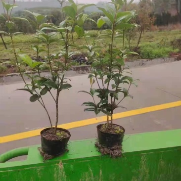 四季桂花，规格全，价格优，一条龙服务，欢迎联系