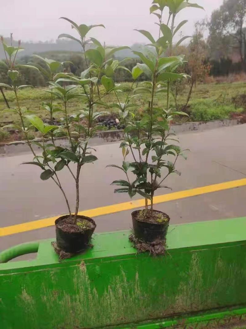 四季桂花，规格全，价格优，一条龙服务，欢迎联系
