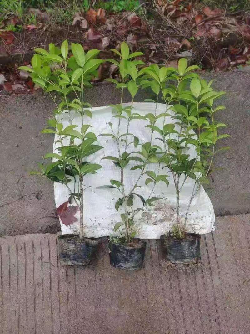 四季桂花，规格全，价格优，一条龙服务，欢迎联系