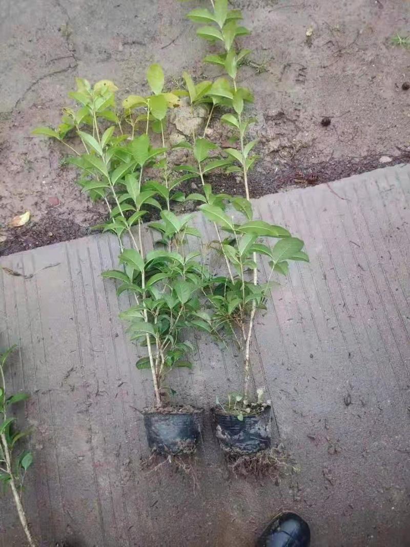 四季桂花，规格全，价格优，一条龙服务，欢迎联系