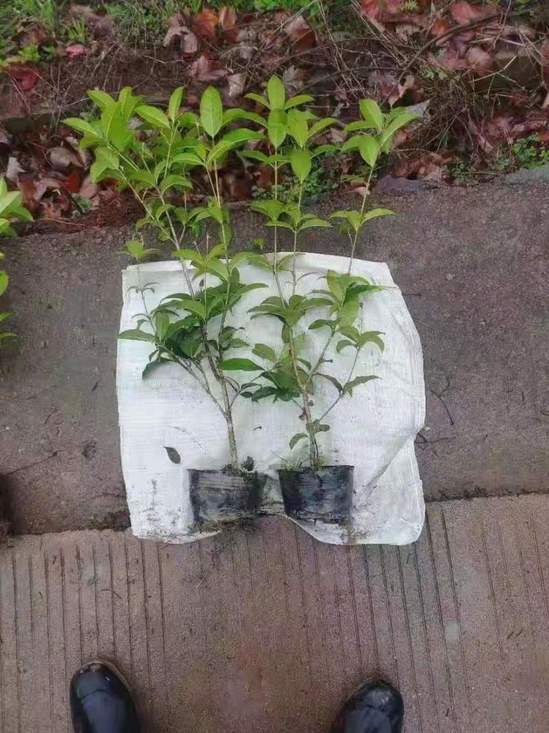四季桂花，规格全，价格优，一条龙服务，欢迎联系