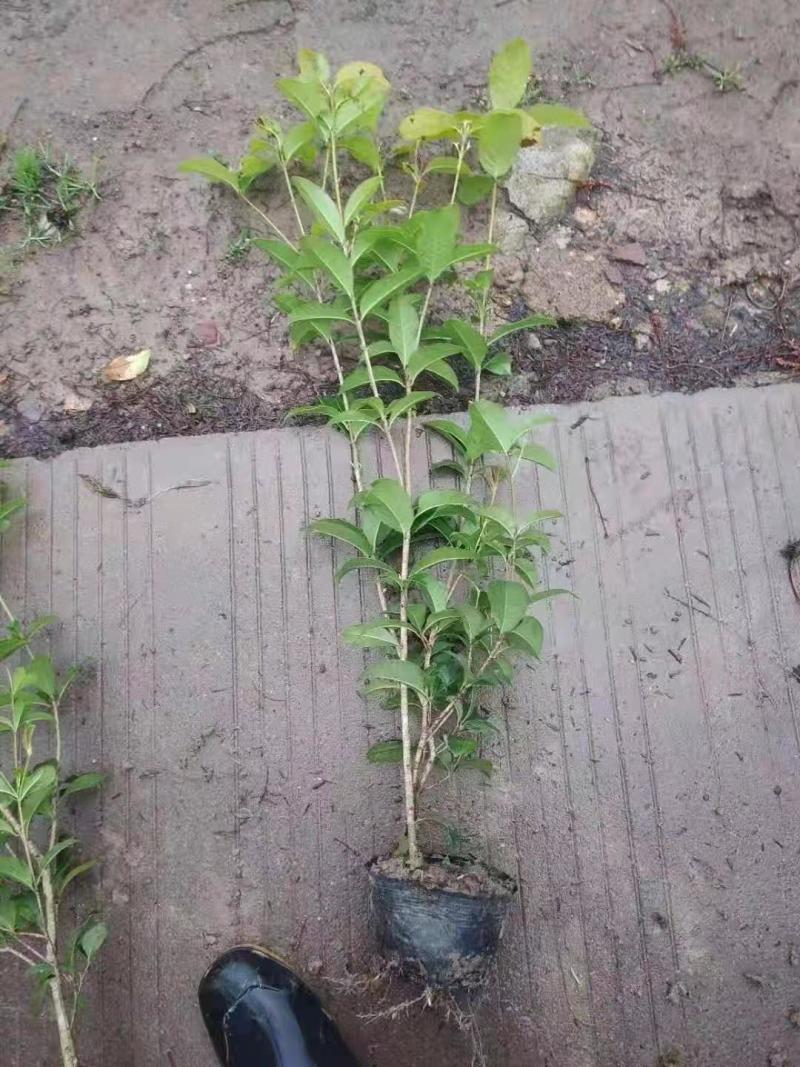 四季桂花，规格全，价格优，一条龙服务，欢迎联系