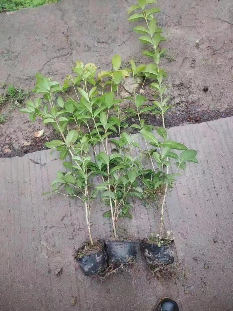 四季桂花，规格全，价格优，一条龙服务，欢迎联系