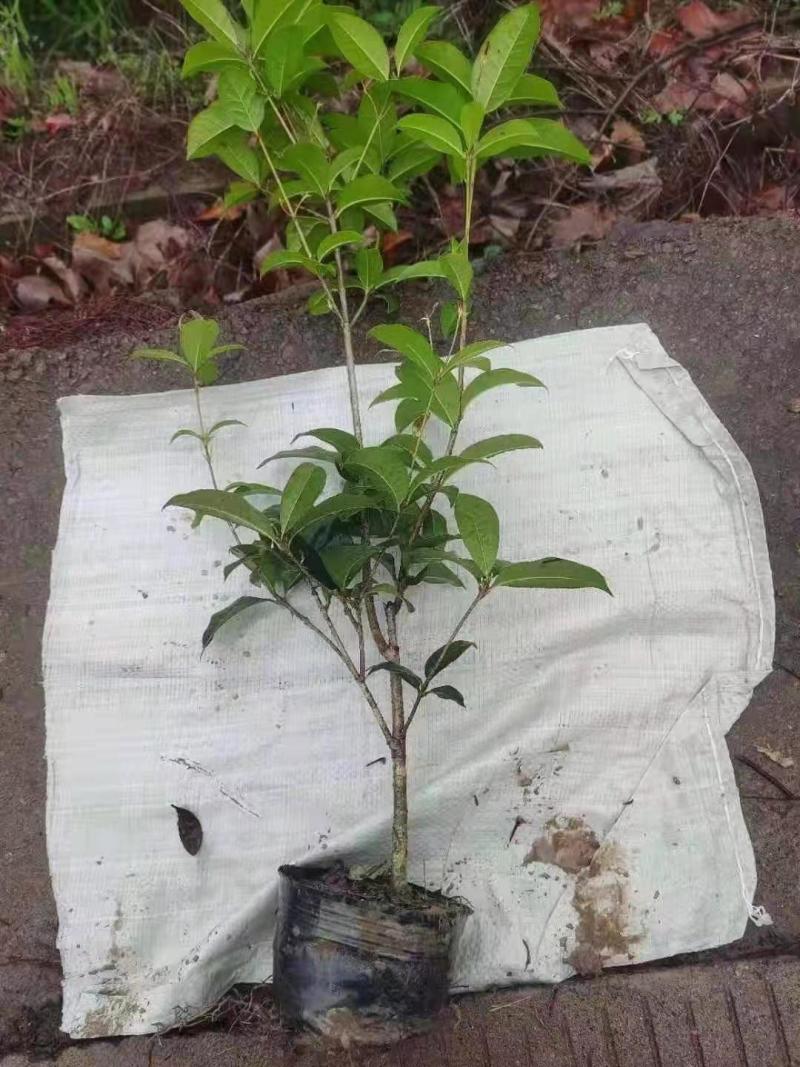 四季桂花，规格全，价格优，一条龙服务，欢迎联系
