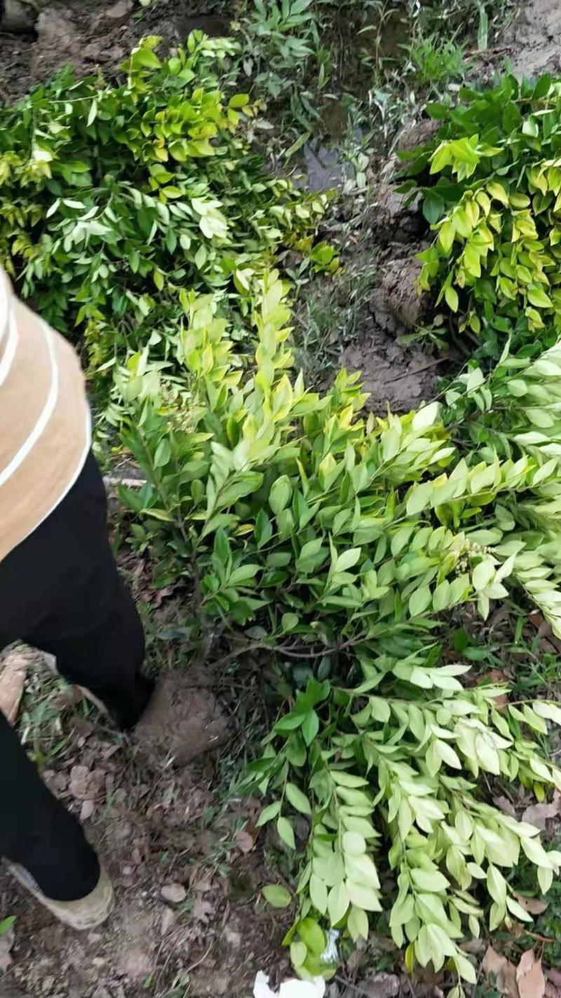金森女贞规格齐全，一手货源，诚信为本欢迎考察合作