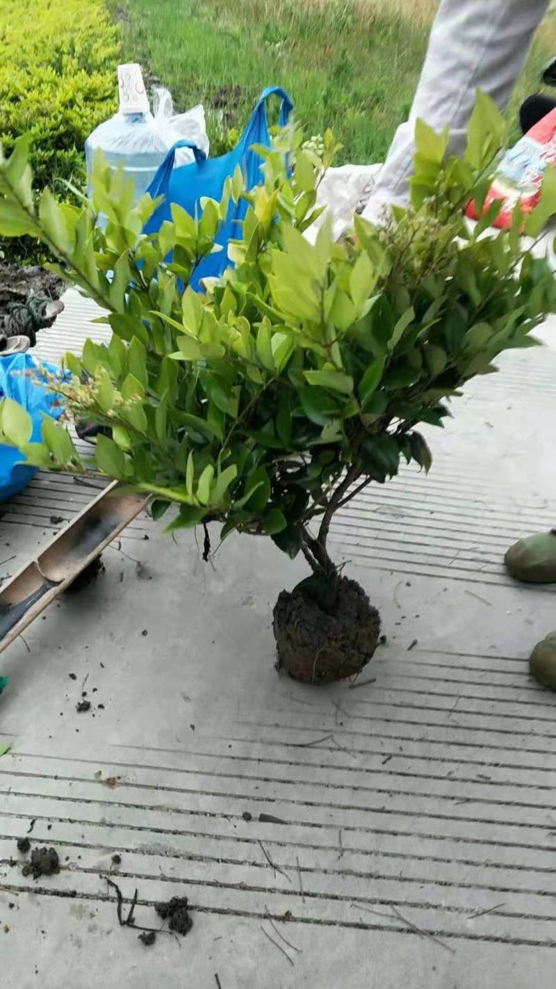 金森女贞规格齐全，一手货源，诚信为本欢迎考察合作