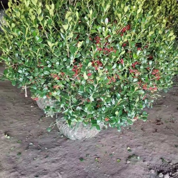 无刺枸骨球，自家基地，规格齐全，欢迎采购