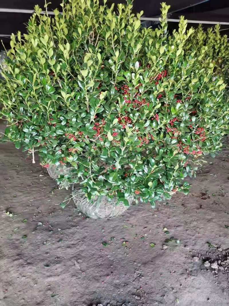 无刺枸骨球，自家基地，规格齐全，欢迎采购