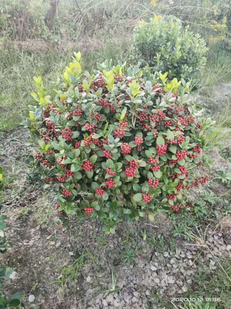 无刺枸骨球，自家基地，规格齐全，欢迎采购
