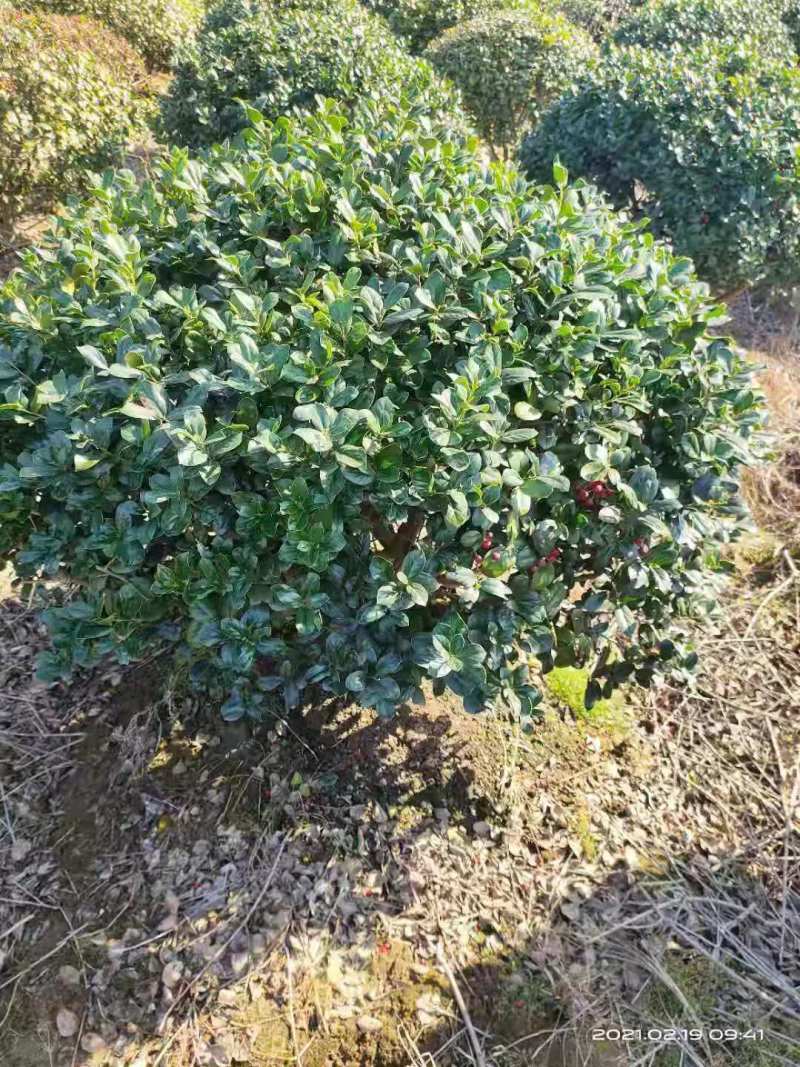 无刺枸骨球，自家基地，规格齐全，欢迎采购