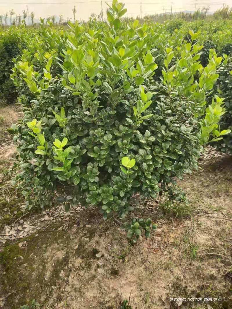无刺枸骨球，自家基地，规格齐全，欢迎采购